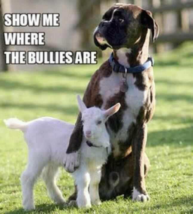 Dog protecting a baby goat ("Show me where the bullies are")
